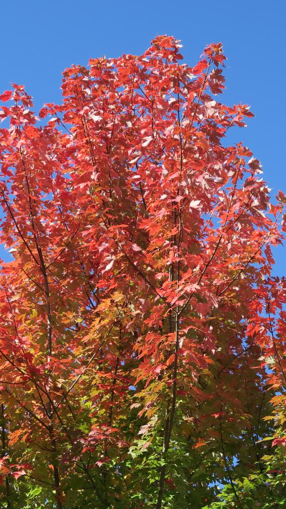 Ahornbaum im Herbst, mit blauem Himmel im Hintergrund